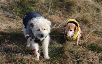 Ne mosolyogjuk meg a ruhás kutyákat az utcán, télen ők is fáznak