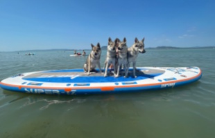 Különleges fürdőzők mártóztak meg a Balatonban