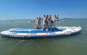 Különleges fürdőzők mártóztak meg a Balatonban