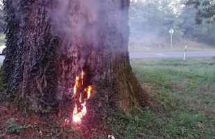 Felgyújtották Patkó Bandi fáját Barcson, a 300 éves tölgyfa nem élte túl