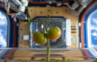 Paradicsomtermesztés az űrben: a NASA új termesztési projektje