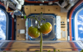 Paradicsomtermesztés az űrben: a NASA új termesztési projektje