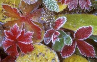 Brrr: a jövő héten már talajmenti fagyok is előfordulhatnak
