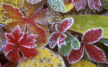 Brrr: a jövő héten már talajmenti fagyok is előfordulhatnak
