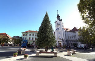 Igazi fenyőtermelők magvetéséből nőtt nagyra Kaposvár idei karácsonyfája