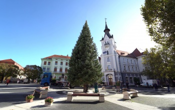 Igazi fenyőtermelők magvetéséből nőtt nagyra Kaposvár idei karácsonyfája