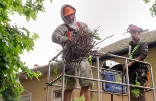 Kaposvár is küzd a vetési varjakkal