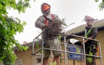 Kaposvár is küzd a vetési varjakkal
