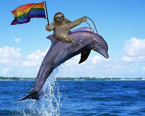 Nem vagyok delfin