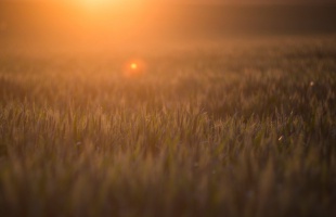 Kaposvári időjós: verőfényes napsütés, 30°C