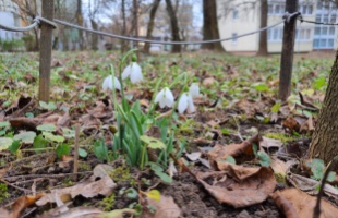 Máris tavasz lenne? Megjelentek az első hóvirágok Kaposváron