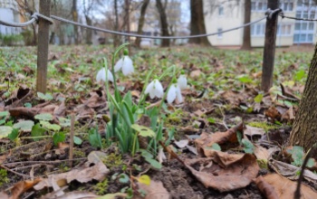 Máris tavasz lenne? Megjelentek az első hóvirágok Kaposváron