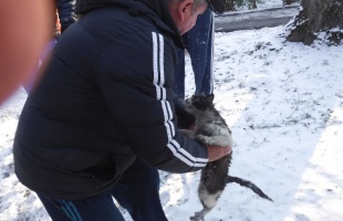 Csatornába esett, riadt macskát mentettek a tűzoltók