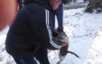 Csatornába esett, riadt macskát mentettek a tűzoltók