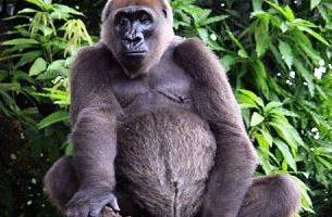 Filmre vették a világ egyik legritkább gorilláját