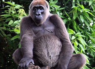 Filmre vették a világ egyik legritkább gorilláját
