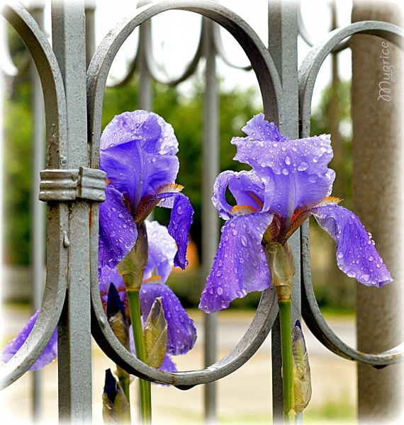 liliom