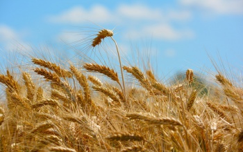 Őszi pályaorientációs programsorozatot indított a Nemzeti Agrárgazdasági Kamara