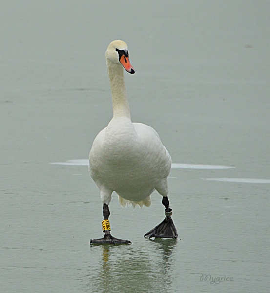 hattyú