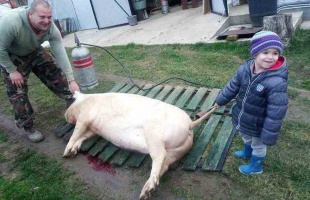 Nyársdugás: a disznóölő valagán, nyiljon ki a tulipán!