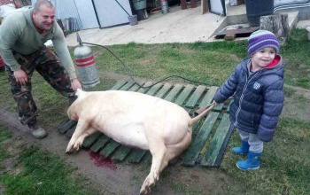 Nyársdugás: a disznóölő valagán, nyiljon ki a tulipán!