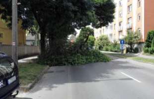Hatméteres faág szakadt egy parkoló autóra Balatonfenyvesen