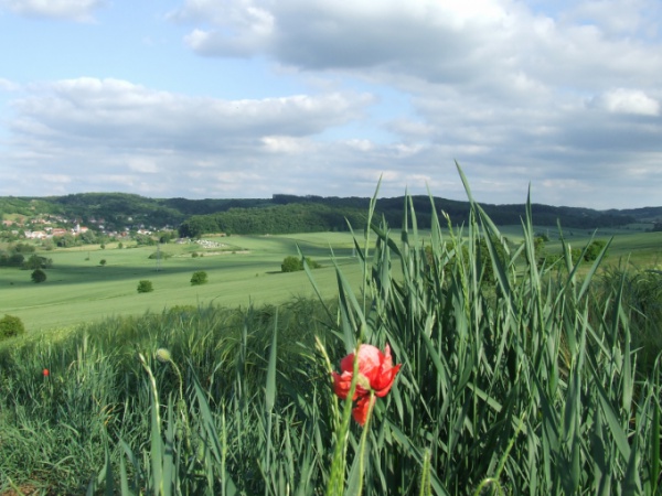 Tájvédelmi körzet a Zselicben