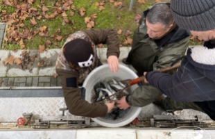 Süllőket telepítettek a Balatonba