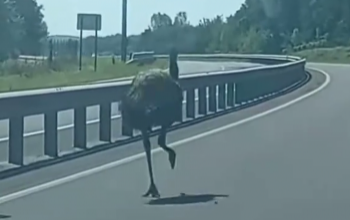 Egy emu rohangált a 67-es úton – videó