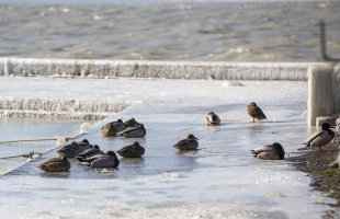 Még nem lehet korcsolyázni a Balatonon
