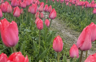 Tulipánosba zarándokolnak a kaposváriak