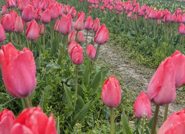 Tulipánosba zarándokolnak a kaposváriak