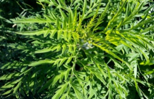 Itt a parlagfűszezon: így védekezhetünk az allergiás tünetek ellen