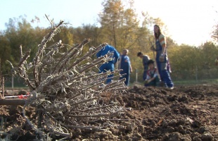 Levendula ültetvény a töröcskei gazdaságban