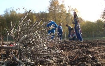 Levendula ültetvény a töröcskei gazdaságban