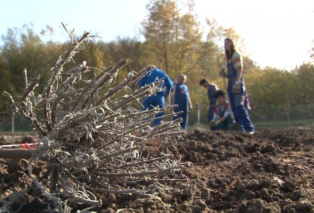 Levendula ültetvény a töröcskei gazdaságban