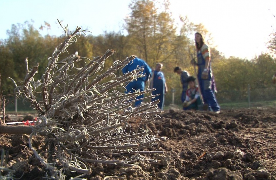 Levendula ültetvény a töröcskei gazdaságban