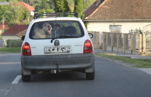 Nem az a szokásos kis bólogatós kutya