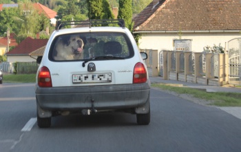 Nem az a szokásos kis bólogatós kutya