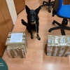 "Cigi, drog, lóvé... Mindegyikben jó vagyok" - üzeni Gucci. Fotó:  Nemzeti Adó- és Vámhivatal