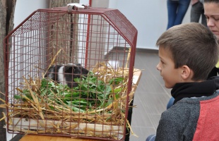 Állatokkal ismerkedhettek a gyerekek a Desedán