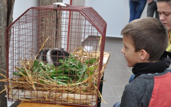 Állatokkal ismerkedhettek a gyerekek a Desedán