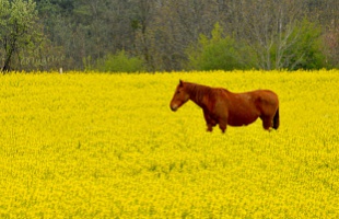 Bátorság