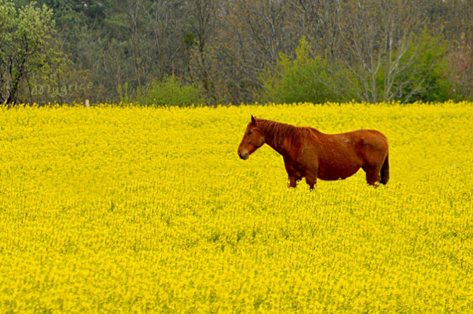 Bátorság