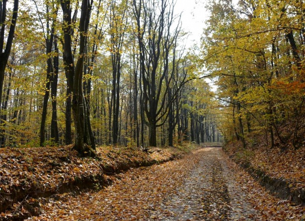 Természetbe hív a Ropolyi erdő
