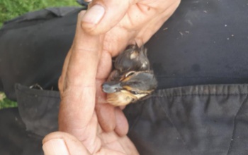 Bajba jutott kiskacsákon segített a Kötél Egyesület