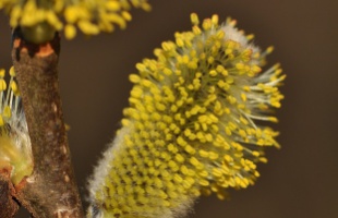 A kecskefűz lett az év fája