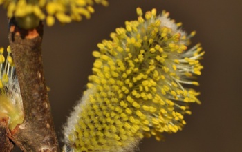 A kecskefűz lett az év fája