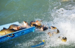 Újabb pontyok kerültek a Balatonba