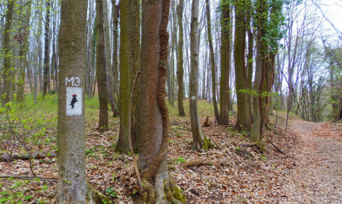 A fekete harkály nyomában